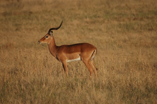 Impala buck 